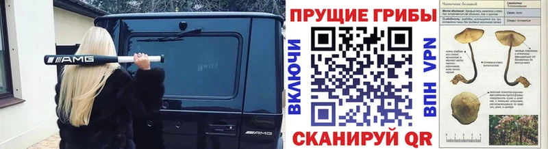 Галлюциногенные грибы Cubensis  omg маркетплейс  Шахунья 